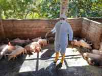 Noticia: Productores y autoridades del Ministerio de Agricultura y Ganadería (MAG), analizan alternativas para exportar carne de cerdo Productores y autoridades del Ministerio de Agricultura y Ganadería (MAG), analizan alternativas para exportar carne de cerdo