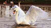 Noticia: VIDEO: Cisne le da una lección a una mujer de cómo ponerse una mascarilla, demostrando que hasta las aves 'entienden' su importancia VIDEO: Cisne le da una lección a una mujer de cómo ponerse una mascarilla, demostrando que hasta las aves 'entienden' su importancia