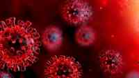 Noticia: Detectan mutación del coronavirus 10 veces más infecciosa que la cepa original Detectan mutación del coronavirus 10 veces más infecciosa que la cepa original