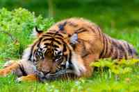 Noticia: Un tigre mató a un niño de 10 años tras arrastrarlo hacia un bosque en India Un tigre mató a un niño de 10 años tras arrastrarlo hacia un bosque en India