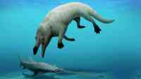 Noticia: Descubren nueva especie de ballena de cuatro patas en Egipto Descubren nueva especie de ballena de cuatro patas en Egipto