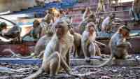 Noticia: India: Monos roban un bebé y lo ahogan en un tanque de agua India: Monos roban un bebé y lo ahogan en un tanque de agua