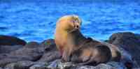 Noticia: El presidente Moreno crea equipo para la protección del mar ecuatoriano, Galápagos y los recursos del territorio El presidente Moreno crea equipo para la protección del mar ecuatoriano, Galápagos y los recursos del territorio