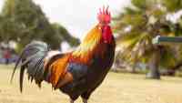 Noticia: VIDEO: Un gallo y una perra juegan al 'gato y el ratón' VIDEO: Un gallo y una perra juegan al 'gato y el ratón'