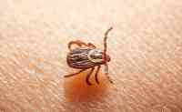 Noticia: ¡ALERTA! Un virus transmitido por picaduras de garrapatas mata a siete personas en China ¡ALERTA! Un virus transmitido por picaduras de garrapatas mata a siete personas en China