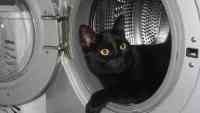 Noticia: Un gato sobrevive tras pasar 12 minutos dentro de una lavadora en marcha Un gato sobrevive tras pasar 12 minutos dentro de una lavadora en marcha
