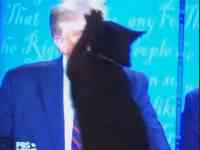 Noticia: Video se vuelve viral: gato ve a Donald Trump en el televisor e intenta arañarlo Video se vuelve viral: gato ve a Donald Trump en el televisor e intenta arañarlo