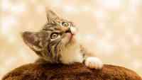 Noticia: Una foto inocente de un gato crea una espantosa ilusión óptica Una foto inocente de un gato crea una espantosa ilusión óptica
