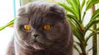 Noticia: Venden por 130.000 dólares a un gato que "hace milagros y cumple tres deseos" Venden por 130.000 dólares a un gato que "hace milagros y cumple tres deseos"