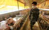 Noticia: China asegura que la cepa de gripe porcina descrita en un reciente estudio no es nueva y no infecta fácilmente a los humanos China asegura que la cepa de gripe porcina descrita en un reciente estudio no es nueva y no infecta fácilmente a los humanos