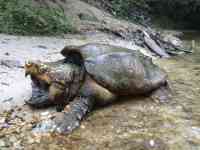 Noticia: FOTOS | Capturan a una tortuga caimán de más de 45 kilos en un lugar inusual de EE.UU. FOTOS | Capturan a una tortuga caimán de más de 45 kilos en un lugar inusual de EE.UU.