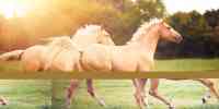 Noticia: Se equivoca en una apuesta de carreras de caballos y gana 103.000 dólares Se equivoca en una apuesta de carreras de caballos y gana 103.000 dólares