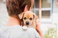 Noticia: Nuevo gato o perro en casa: una guía para dueños de mascotas primerizos Nuevo gato o perro en casa: una guía para dueños de mascotas primerizos