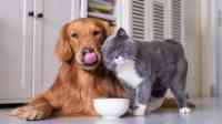 Noticia: Condenan a un hombre a pagar ‘pensión alimenticia’ a cinco perros y un gato Condenan a un hombre a pagar ‘pensión alimenticia’ a cinco perros y un gato