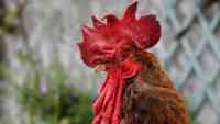 Noticia: Muere el famoso gallo francés Maurice que generó una batalla legal Muere el famoso gallo francés Maurice que generó una batalla legal