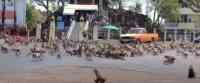 Noticia: VIDEO | Monos invadieron una ciudad tailandesa; la falta de turistas los tiene desesperados VIDEO | Monos invadieron una ciudad tailandesa; la falta de turistas los tiene desesperados