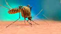 Noticia: Aprueban plan para liberar 750 millones de mosquitos genéticamente modificados Aprueban plan para liberar 750 millones de mosquitos genéticamente modificados