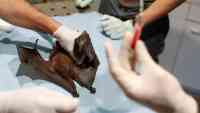 Noticia: El nuevo coronavirus sería 1.000 veces más eficaz para infectar humanos que su pariente más cercano encontrado en murciélagos El nuevo coronavirus sería 1.000 veces más eficaz para infectar humanos que su pariente más cercano encontrado en murciélagos