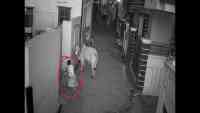 Noticia: VIDEO | Niño se lanza a salvar a su abuela de los ataques de un toro VIDEO | Niño se lanza a salvar a su abuela de los ataques de un toro