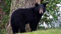 Noticia: Una joven es atacada por un oso en California y logra salvarse golpeándolo con un portátil Una joven es atacada por un oso en California y logra salvarse golpeándolo con un portátil