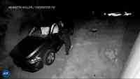 Noticia: Un oso sería el culpable de una serie de robos a autos en Estados Unidos Un oso sería el culpable de una serie de robos a autos en Estados Unidos