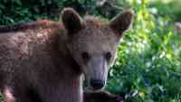 Noticia: VIDEO: Un oso toca el timbre de una casa en California VIDEO: Un oso toca el timbre de una casa en California