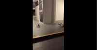 Noticia: VIDEO | Se captó la lucha de dos ratas mientras un gato los observa VIDEO | Se captó la lucha de dos ratas mientras un gato los observa