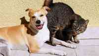 Noticia: ¿Perros y gatos no pueden llevarse bien? Especialistas desmienten el mito ¿Perros y gatos no pueden llevarse bien? Especialistas desmienten el mito