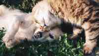 Noticia: VIDEO: Un perro ve a un gato callejero hambriento y le comparte su comida VIDEO: Un perro ve a un gato callejero hambriento y le comparte su comida