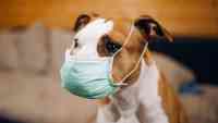 Noticia: Variante británica del coronavirus afecta a perros y gatos con síntomas cardíacos Variante británica del coronavirus afecta a perros y gatos con síntomas cardíacos