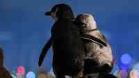 Noticia: Pingüinos viudos se consuelan cada noche tras perder a sus parejas y conmueven al mundo Pingüinos viudos se consuelan cada noche tras perder a sus parejas y conmueven al mundo