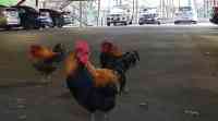 Noticia: VIDEO: Pollos salvajes invaden Nueva Zelanda debido a que su pobladores estaban en cuarentena VIDEO: Pollos salvajes invaden Nueva Zelanda debido a que su pobladores estaban en cuarentena