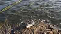 Noticia: Aparecen cientos de peces muertos en las orillas del un río en EE.UU. Aparecen cientos de peces muertos en las orillas del un río en EE.UU.