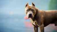 Noticia: Bebé de siete meses fue atacada por un perro de raza pitbull y permanece en estado crítico Bebé de siete meses fue atacada por un perro de raza pitbull y permanece en estado crítico