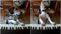 Noticia: VIDEO | Un perro toca el piano y canta, el video sorprendió al mundo VIDEO | Un perro toca el piano y canta, el video sorprendió al mundo