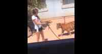 Noticia: VIDEO | Una joven pasea por un barrio y con una correa a un tigre VIDEO | Una joven pasea por un barrio y con una correa a un tigre