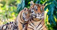 Noticia: Incautaron cueros de tigres y yaguaretes en un zoológico Incautaron cueros de tigres y yaguaretes en un zoológico