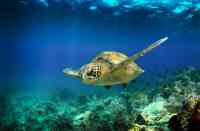 Noticia: Se realizará el seminario virtual “Ecuador: país de tortugas marinas” como parte de un programa para la conservación Se realizará el seminario virtual “Ecuador: país de tortugas marinas” como parte de un programa para la conservación