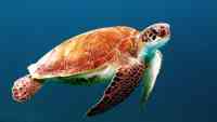 Noticia: Diez adultos y nueve niños mueren tras comer carne de tortuga marina Diez adultos y nueve niños mueren tras comer carne de tortuga marina