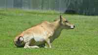Noticia: La imagen de una vaca sentada que 'cree ser un perro' se hace viral en la Red La imagen de una vaca sentada que 'cree ser un perro' se hace viral en la Red