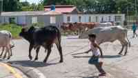 Noticia: VIDEO: Un niño salva a su abuela del ataque de un toro VIDEO: Un niño salva a su abuela del ataque de un toro
